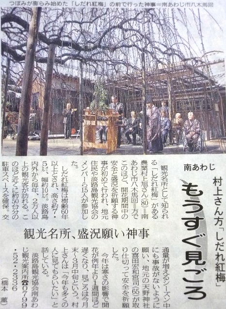 もうすぐ見ごろ